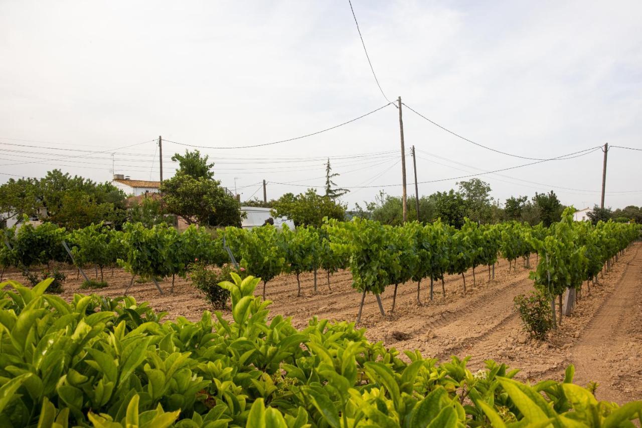 Masia Cal Sisplau, Con Piscina Y Rodeada De Vinedos A 10 Minutos De Vilafranca Del Penedes, Barcelona ,Cataluna San Martín Sarroca Buitenkant foto